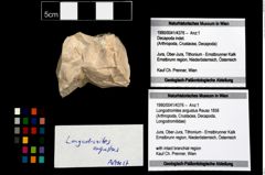 Foto (Objekt + Etikett) von Longodromites angustus (Reuss 1858)  (NHMW-GEO-1990-0041-4376)
